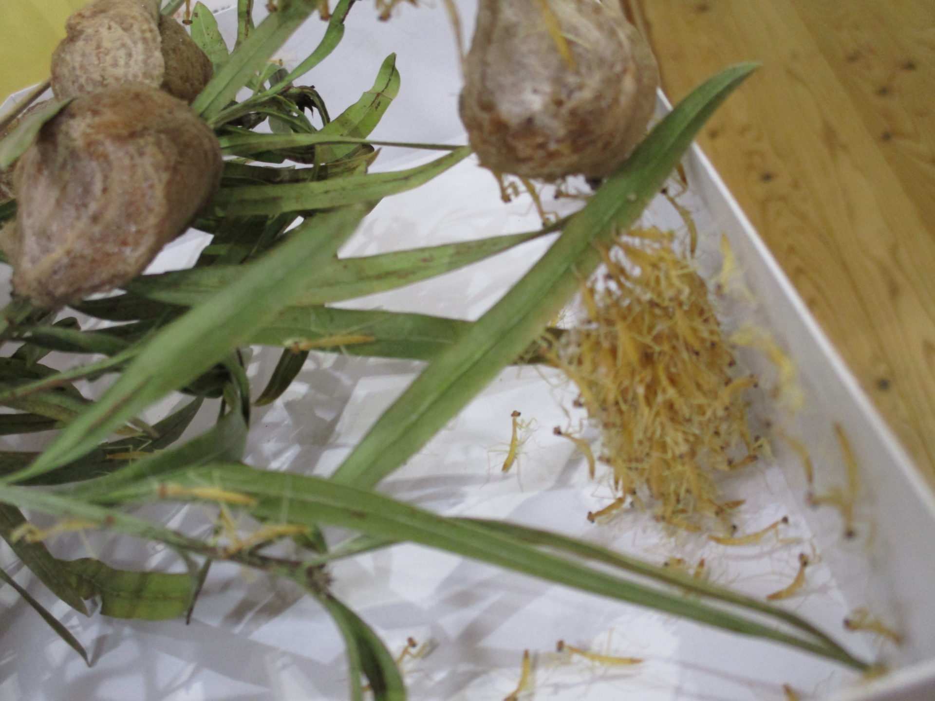 赤ちゃんた～くさん♪♪