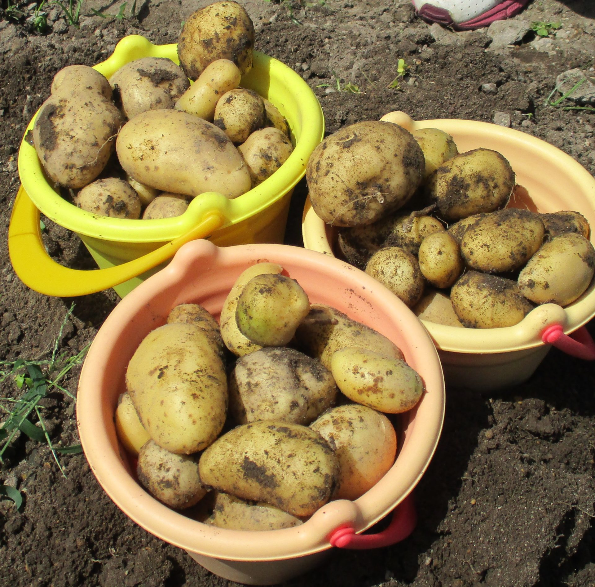 じゃがいも三昧( ´∀｀ )